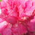 Roz - Trandafiri miniatur - pitici - Bajor Gizi